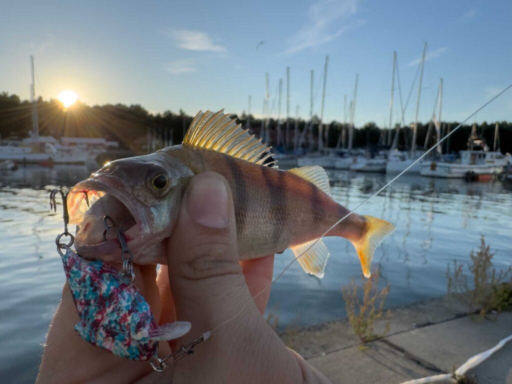 Okoń złowiony w porcie na ręcznie wykonaną przynętę CS Nano Shark
