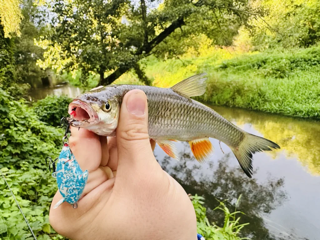 Kleń złowiony na przynętę CS Nano Shark 2,8 cm